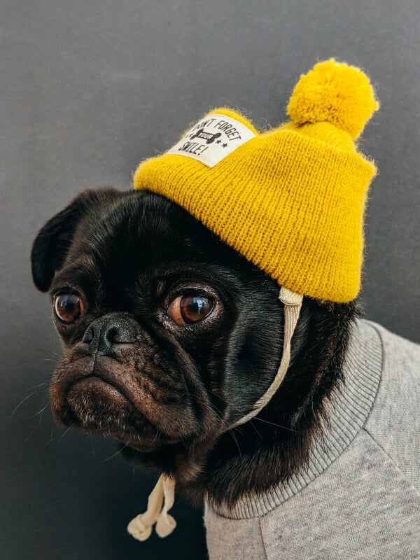 pet shop 14