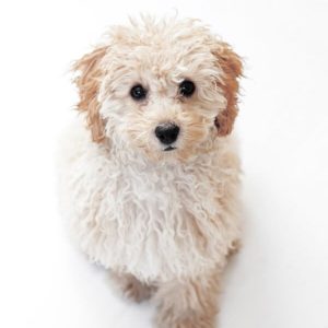 pet shop 17